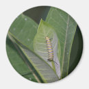 Pesquisar por lagartas imas Larva