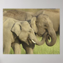 Pesquisar por elefante indiano pôsteres Asiático
