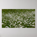 Pesquisar por campo das margaridas pôsteres Branco