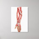 Pesquisar por anatomia impressão de canvas Anterior