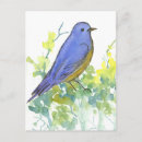 Pesquisar por bluebird cartoes postais Natureza