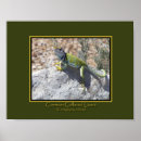 Pesquisar por reptil pósteres pôsteres For him