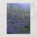 Pesquisar por washington state cartoes postais Park