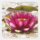 Pesquisar por lily adesivos Lagoa