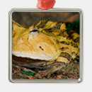 Pesquisar por brasileiro ornamentos Animal