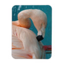 Pesquisar por pássaros imas Flamingos