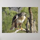 Pesquisar por falcoaria pósteres pôsteres Natureza