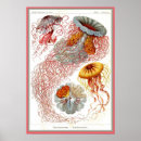 Pesquisar por natur pósteres pôsteres Ernst haeckel