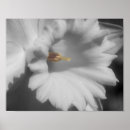 Pesquisar por daffodil pôsteres Natureza