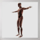 Pesquisar por anatomia muscular pôsteres Semelhança masculina