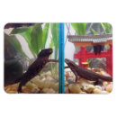 Pesquisar por newts Salamandra