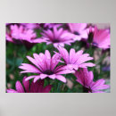 Pesquisar por roxo da flor pósteres pôsteres Flora