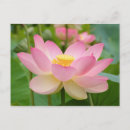 Pesquisar por nucifera do nelumbo Jardim