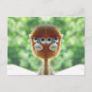 Pesquisar por chimpanzé bebê cartoes postais Animal