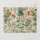 Pesquisar por ilustração botânica vintage cartoes Planta