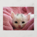 Pesquisar por gatinho macio cartoes postais Macia