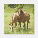 Pesquisar por do com cavalo imas Imagens dos cavalos