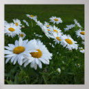 Pesquisar por flores de creme pósteres pôsteres Margarida