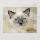 Pesquisar por ragdoll cartoes convites Animal de estimação