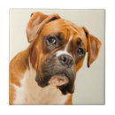 Pesquisar por filhotes de cachorro azulejos Imagem da cor