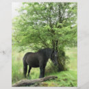 Pesquisar por com cavalos flyers Qualquer pessoa