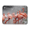 Pesquisar por cartão cor de rosa do flamingo cartoes Fotografia