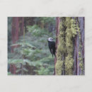 Pesquisar por forest cartoes postais Trees
