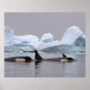 Pesquisar por baleia orca pósteres pôsteres Viagem