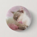 Pesquisar por ragdoll botons Gatinho