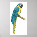 Pesquisar por macaw pôsteres Animais