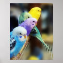 Pesquisar por parakeets Bonito