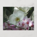 Pesquisar por orquídeas roxas cartoes postais Natureza