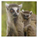 Pesquisar por lemur azulejos Primata