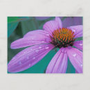 Pesquisar por gota da água cartoes postais Macro