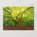 Pesquisar por carolina cartoes Carolina do sul