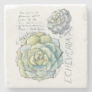 Pesquisar por echeveria porta copos Planta