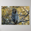 Pesquisar por babuíno pôsteres África