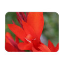 Pesquisar por cannes imas Flores