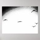 Pesquisar por preto e branco da gaivota artes pôsteres Fotografia