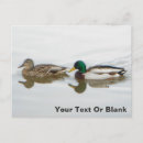 Pesquisar por ana convites Pato