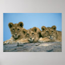 Pesquisar por leão pósteres pôsteres Africano