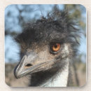 Pesquisar por emu Natureza