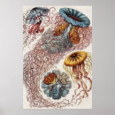 Pesquisar por ilustração artes pôsteres Natureza