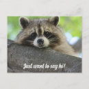 Pesquisar por cute raccoon cartoes postais Racoon