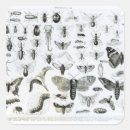 Pesquisar por entomologia adesivos Zoologia