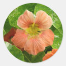 Pesquisar por flores coloridas adesivos Verde