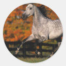 Pesquisar por cavalo árabe adesivos Execução