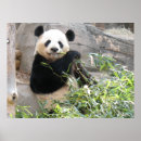 Pesquisar por urso panda pôsteres Mamífero