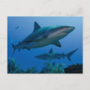 Pesquisar por reina cartoes postais Danita delimont