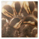Pesquisar por animal do bebê azulejos For her